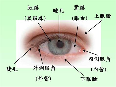 眼睛是什麼|眼睛的構造結構名稱詳細說明